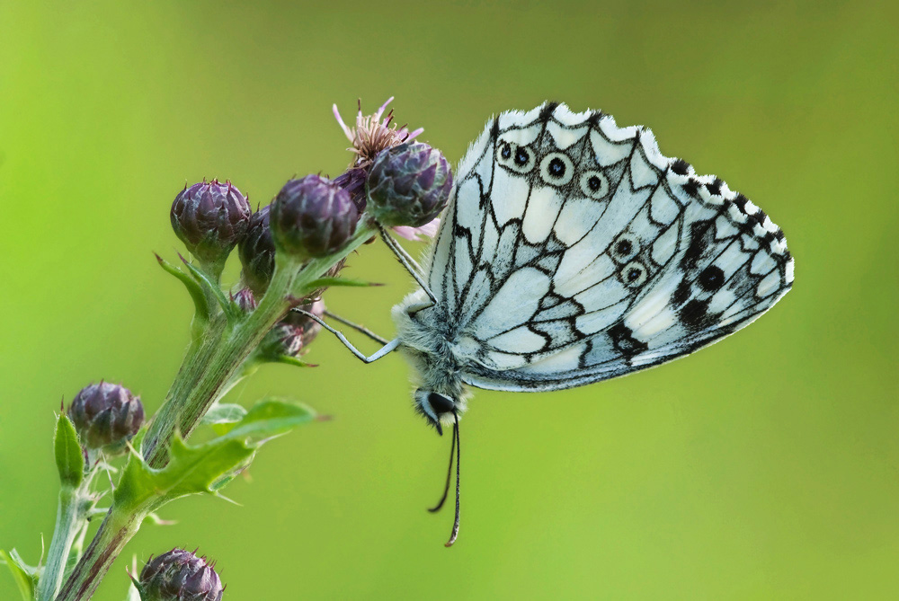 Schachbrettfalter (Melanargia galathea)