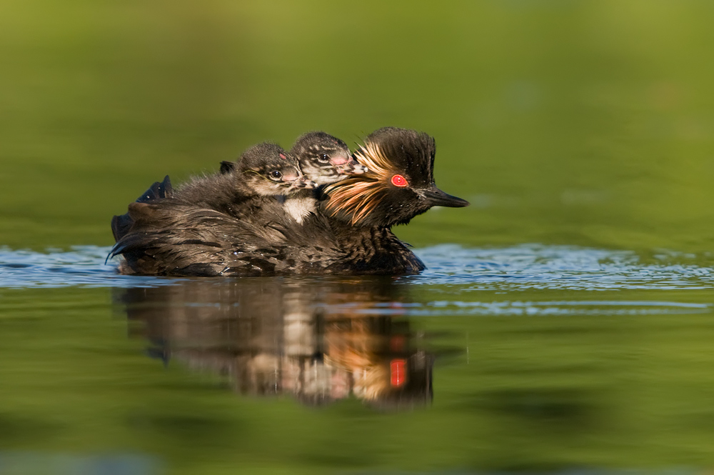 Kindersegen - Schwarzhalstaucher (Podiceps nigricollis)