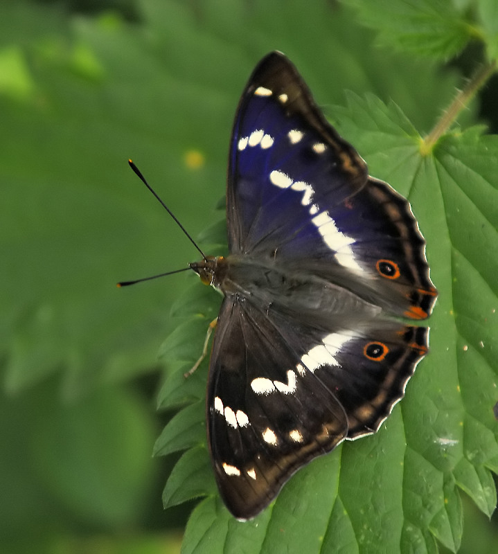 Schillerfalter 3