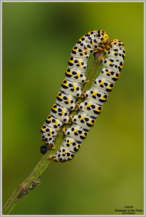 Raupe des Königskerzenmönch (Shargacucullia verbasci)