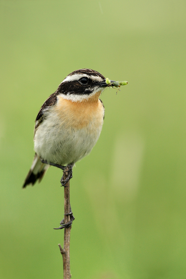 Braunkehlchen (Saxicola rubetra)