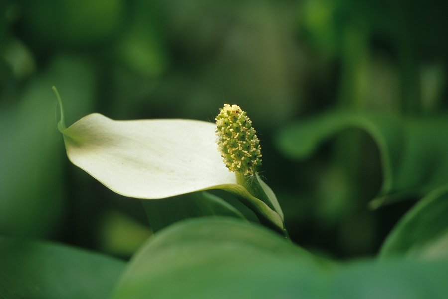 Drachenwurz (Calla palustris)