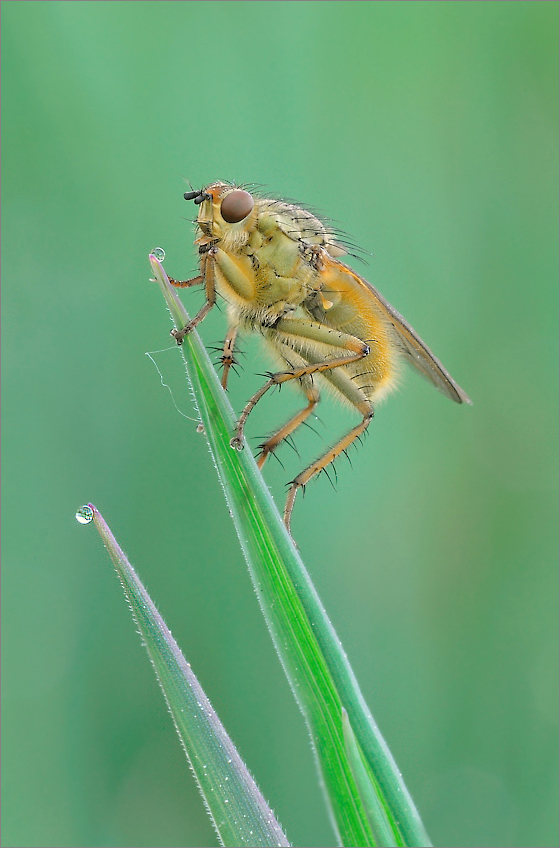 Gelbe Dungfliege (Scatophaga stercoraria)