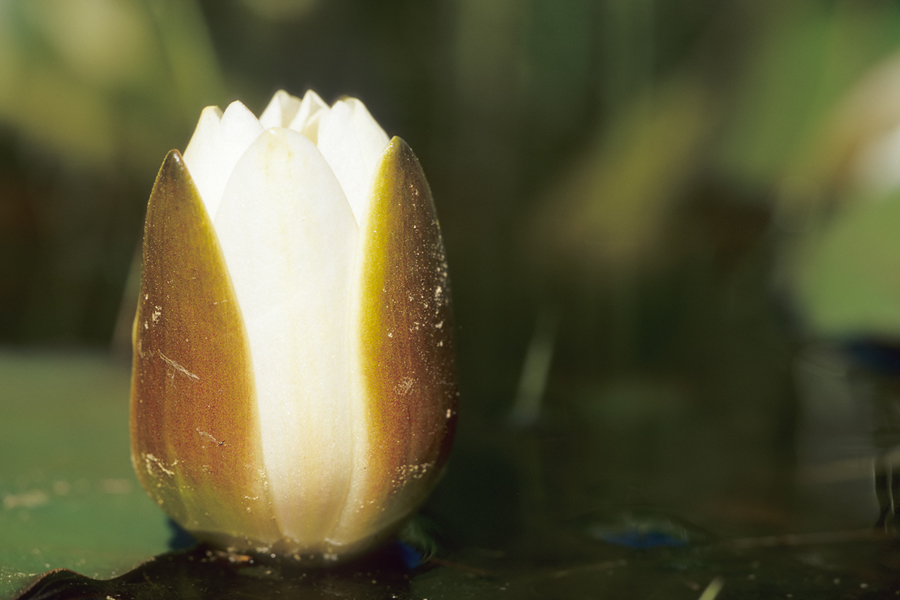 Knospe einer Weißen Seerose (Nymphaea alba)