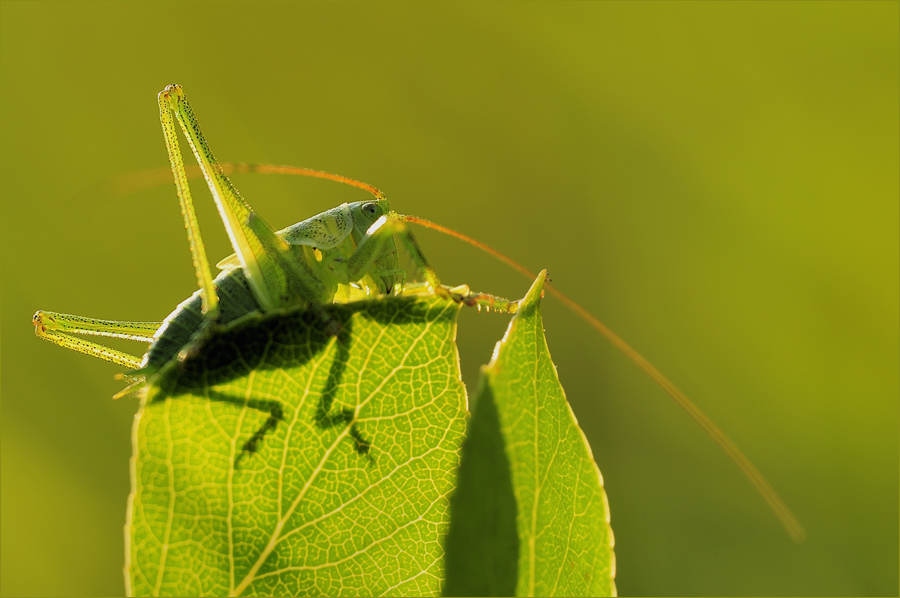 Heupferdchen mit Schattenriß