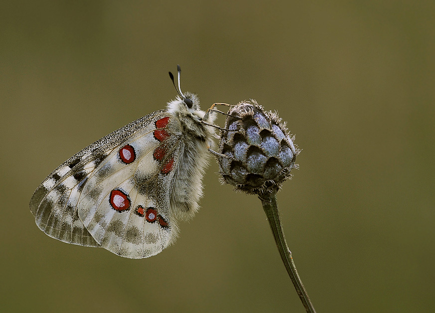 roter Apollofalter