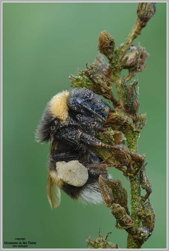 Dunkle Erdhummel (Bombrus terrestris)