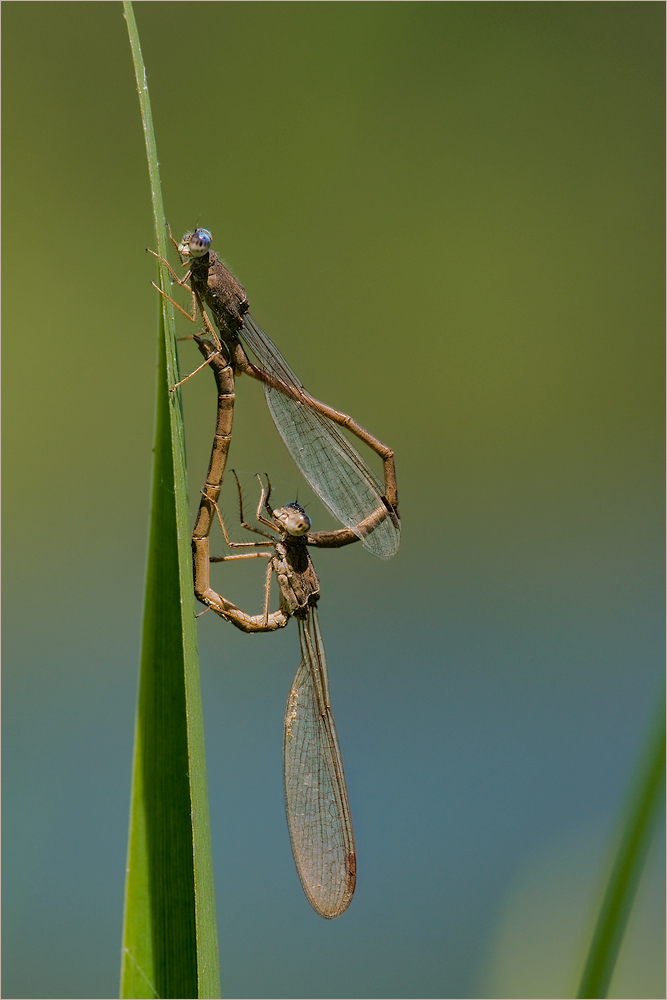 Sibirische Winterlibelle ?