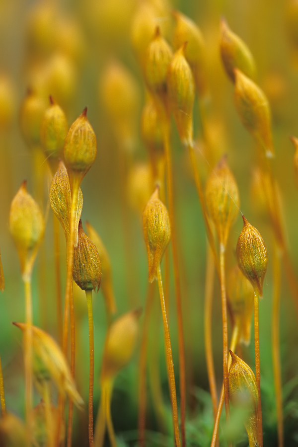 Sporophyten vom Goldenen Frauenhaarmoos (Polytrichum commune) 03