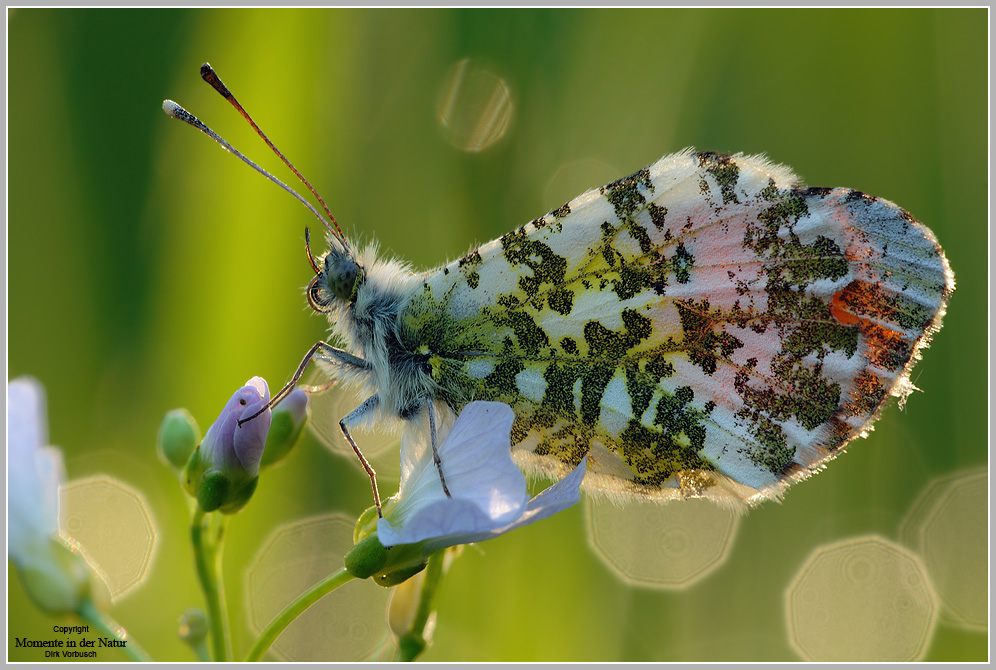 Aurorafalter (Anthocaris cardamines)