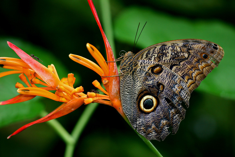 E U L E N F A L T E R ((Caligo eurilochus)