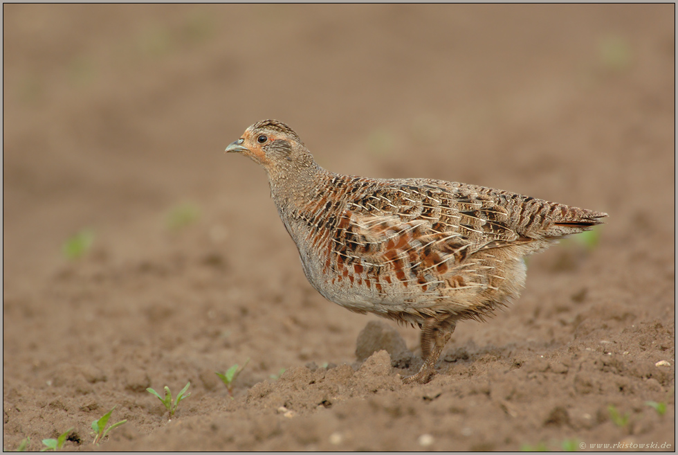 überrascht... Rebhuhn (w), *Perdix perdix*