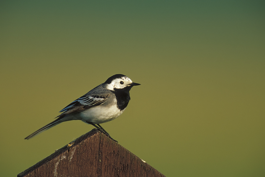 Bachstelze (Motacilla alba)