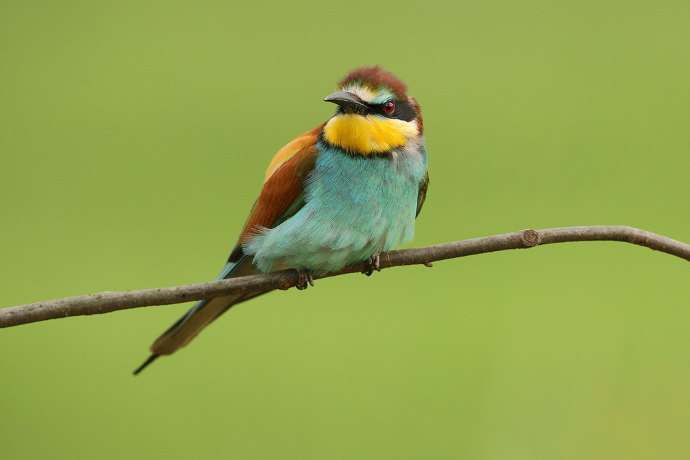 Bienenfresser (Merops apiaster)