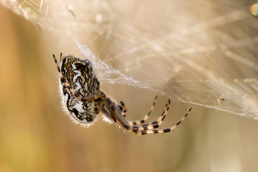 Eichblatt Radnetzspinne