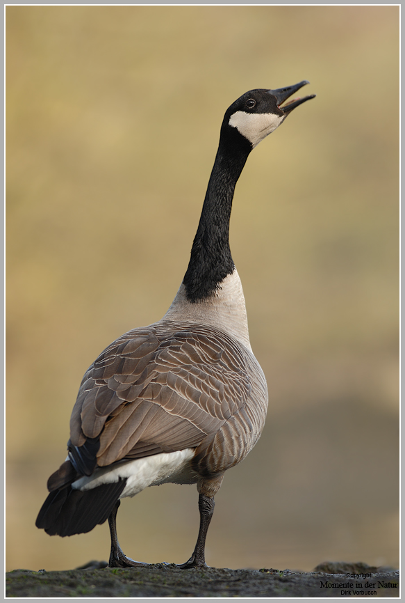 Kanadagans (Branta canadensis)