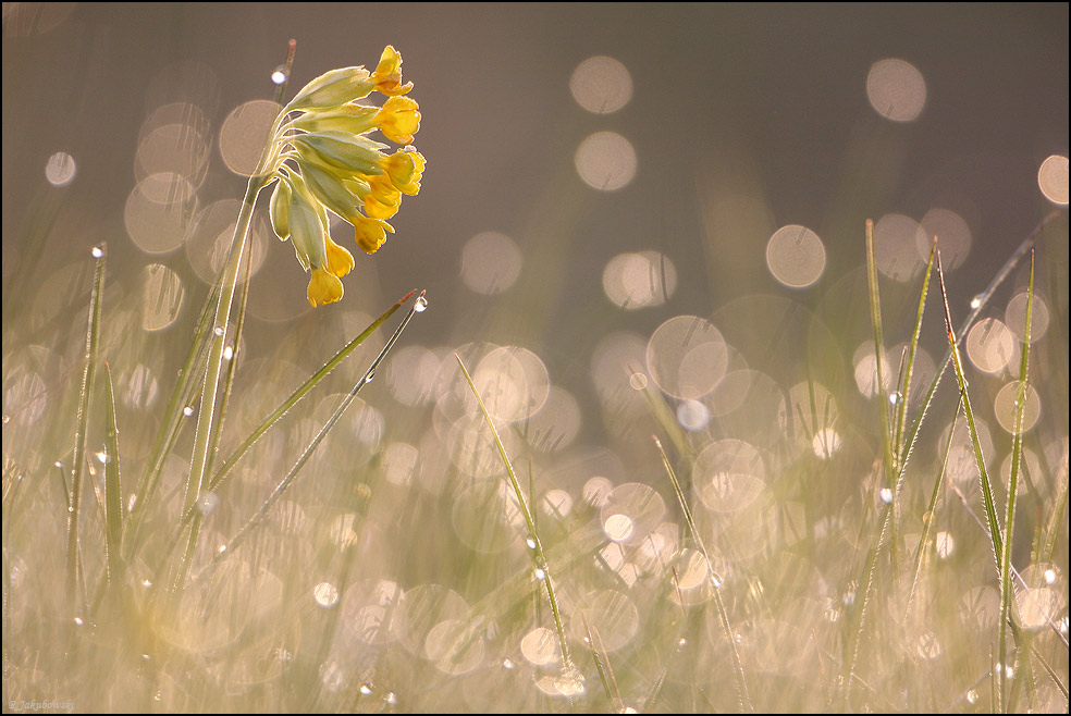 Schlüsselblume im Morgenlicht