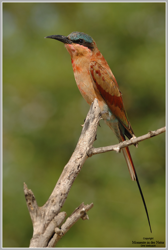 Carmine Bee-eater, Karminspint (Merops nubicoides)