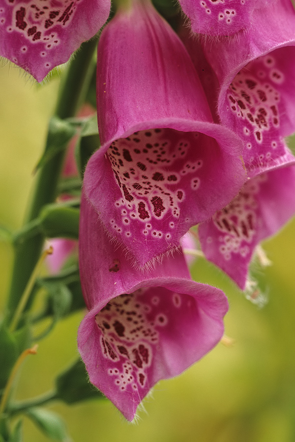 Blüten des Roten Fingerhuts (Digitalis purpurea) 01