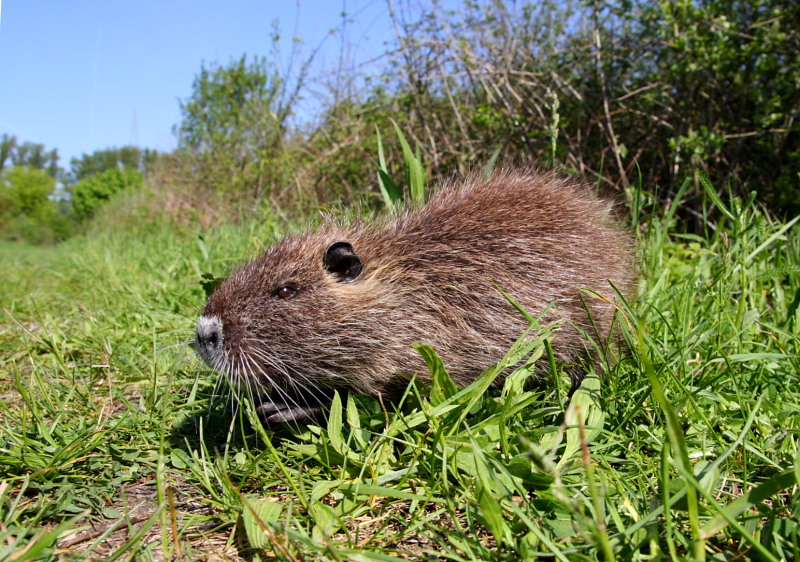 Verweitwinkeltes Nutria Jungtier