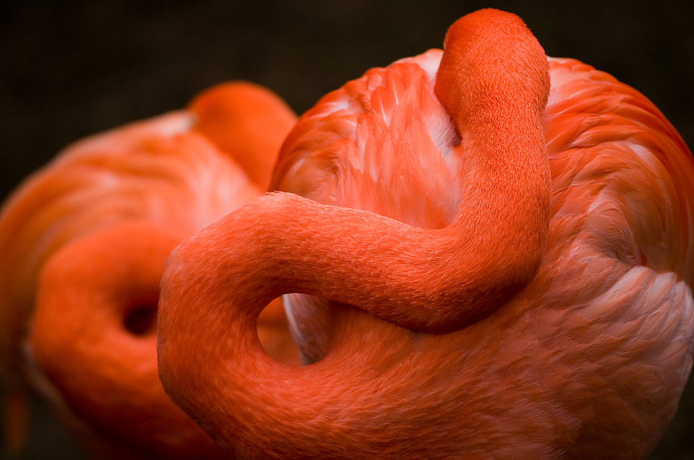 Chile Flamingos schlafen