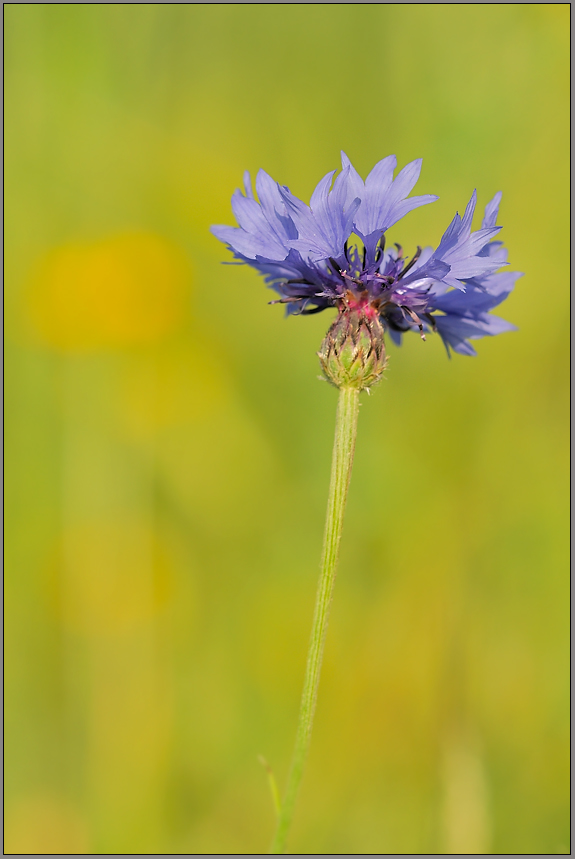 Kornblume (Centaurea cyanus)