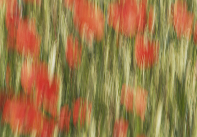 ~ Wiesenwischer III ~