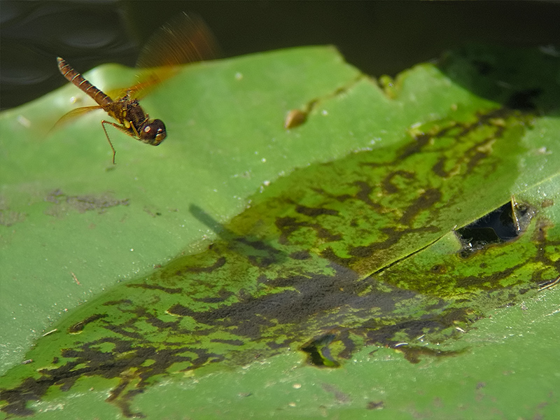 Eastern Amberwing 2/2