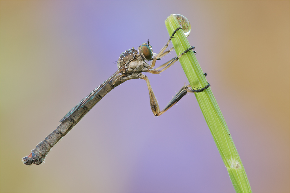 Gemeine Schlankfliege (Leptogaster cylindrica)