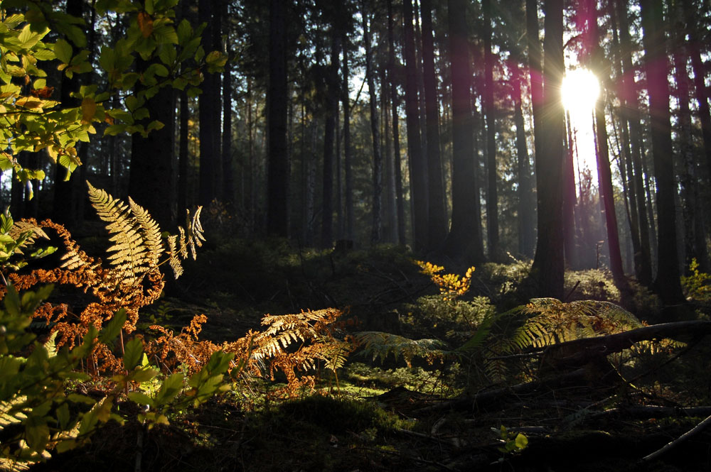 Herbstwald