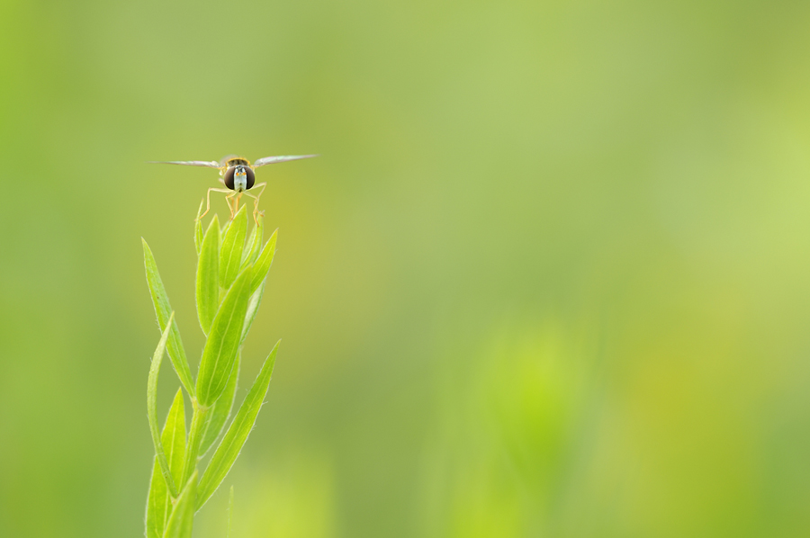Nur ne Fliege...