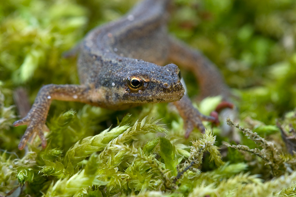 Triturus vulgaris