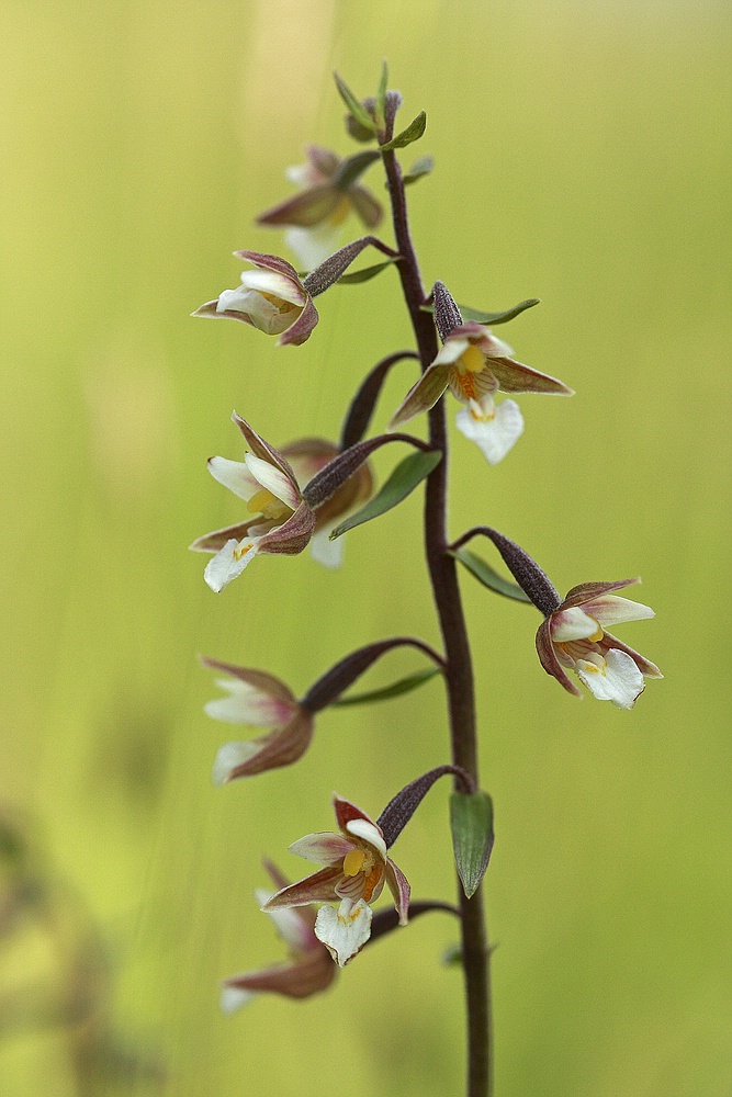 Sumpfstendelwurz  (Epipactis palustris)