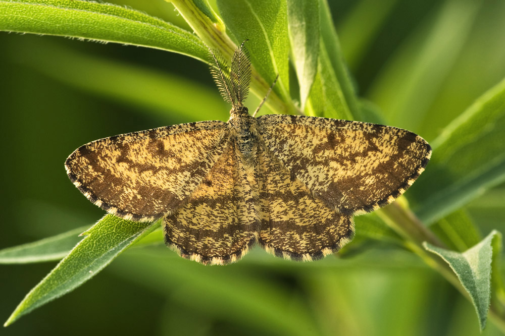 Heidespanner (Ematurga atomaria)