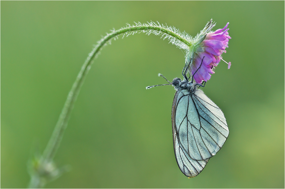 Baumweissling (Aporia crategi)