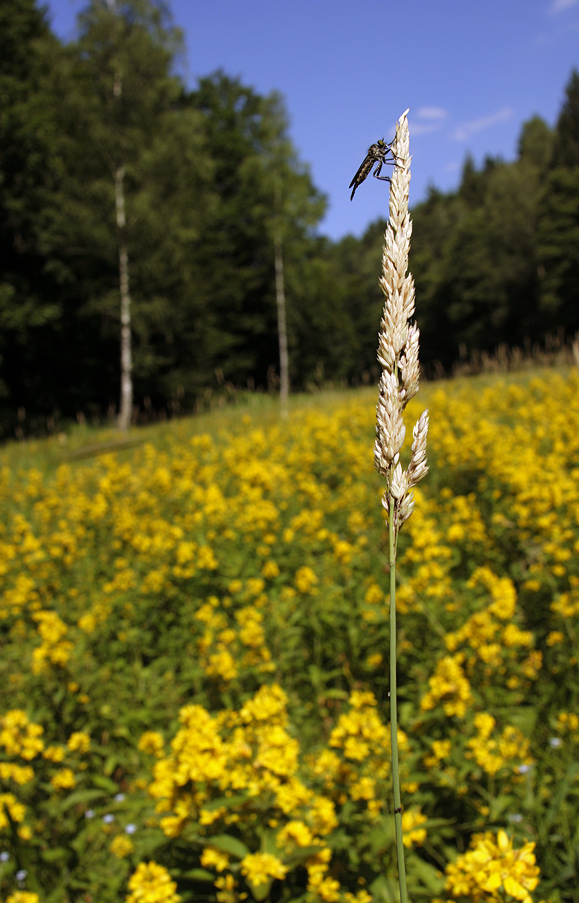 Königin in ihrem Revier