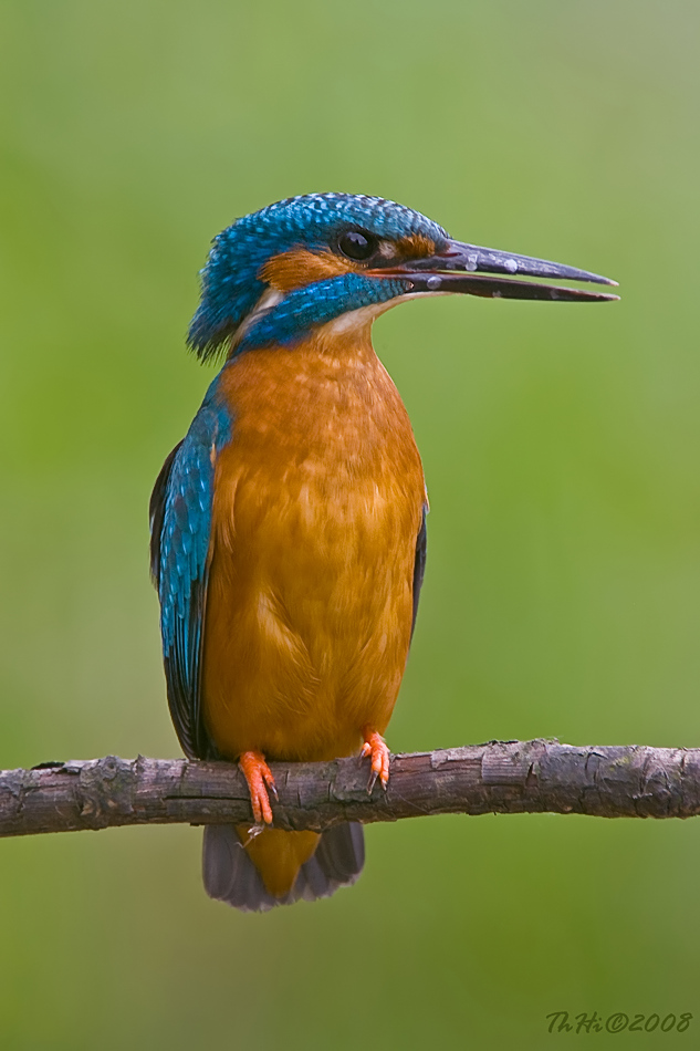 Alcedo atthis