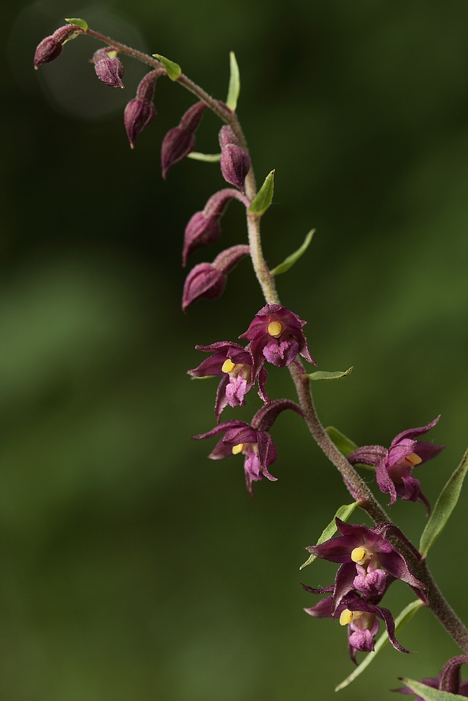 Braunrote Stendelwurz (Epipactis atrorubens)