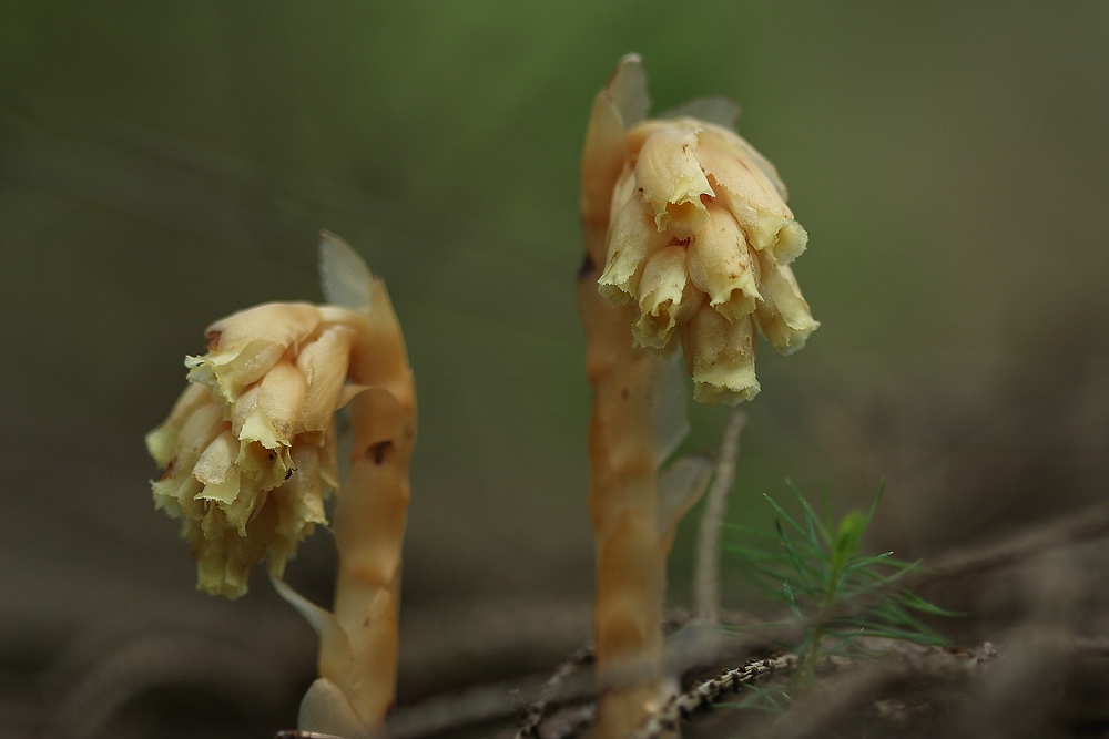 Fichtenspargel