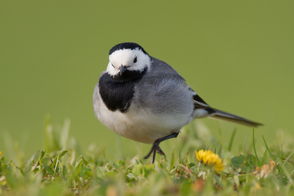 Bachstelze (Motacilla alba) beim Stelzen
