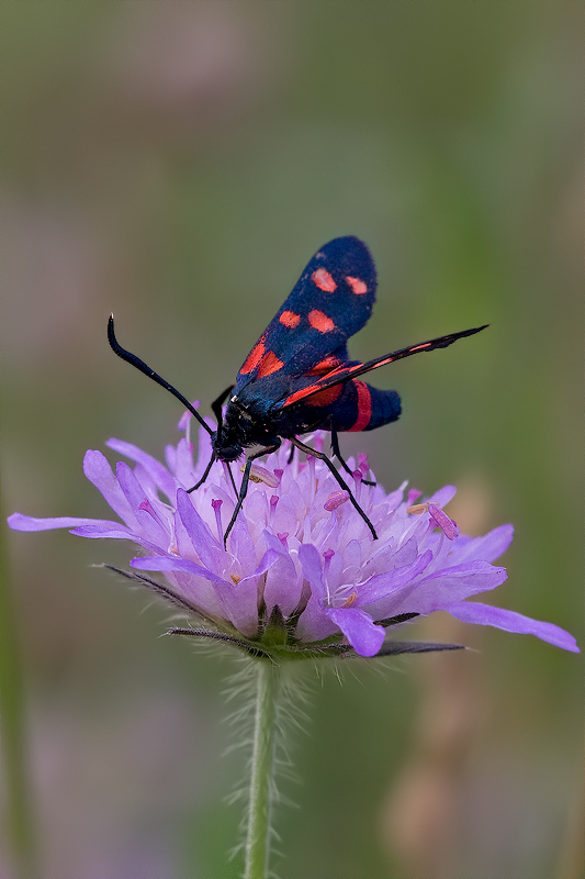 Erstes Widderchen