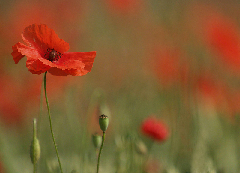 ~ Mohn III ~