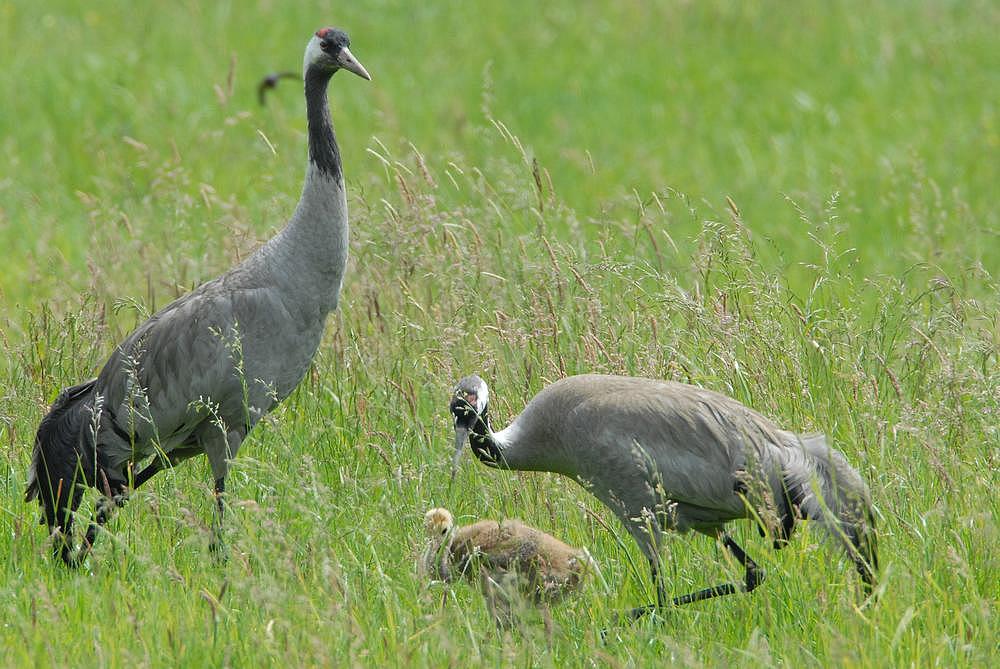 Kranichfamilie