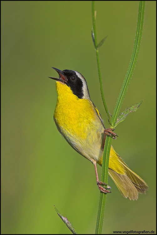 Common Yellowthroat..