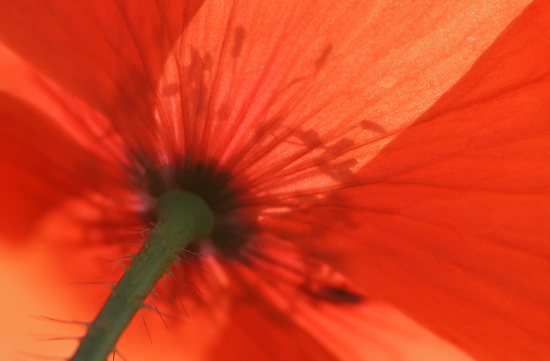 Unterm roten Sonnenschirm