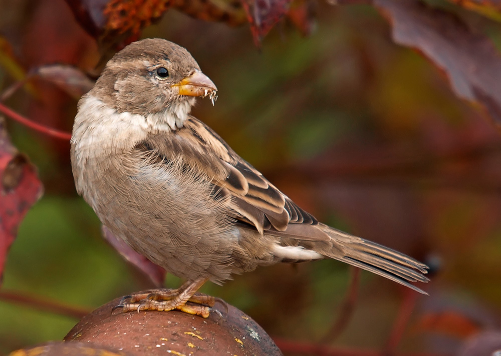 Der Spatz auf dem Dach...