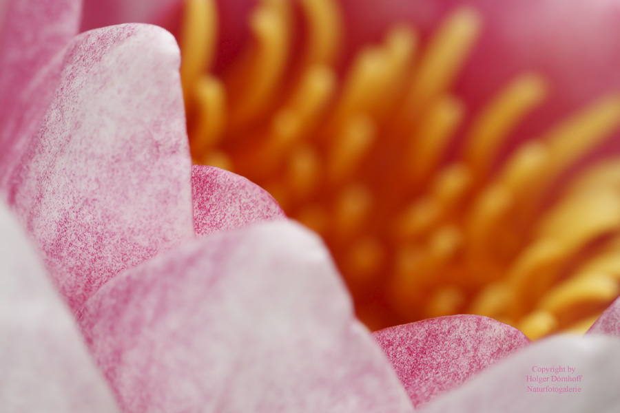 Blick in eine Seerose