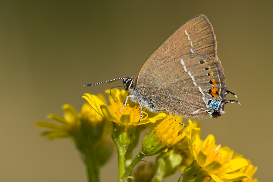 Satyrium spini