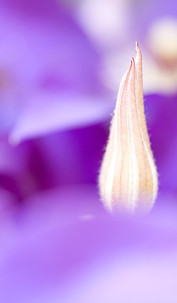 Clematis " The President "