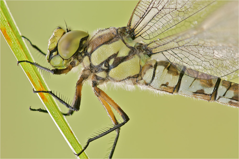 Blaugrüne Mosaikjungfer (Aeshna cyanea)